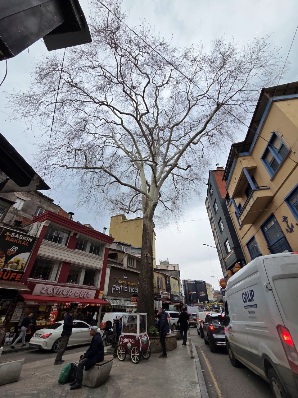 Samsun&rsquo;un koruma altındaki 11 &ccedil;ınarından biri 160 yıldır dimdik ayakta
