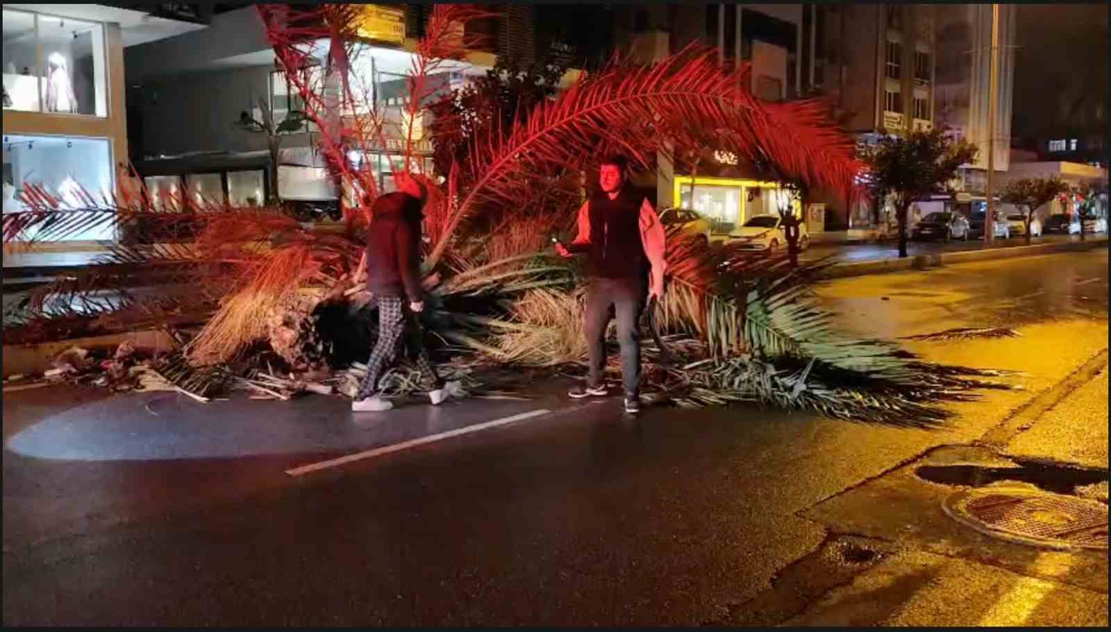 Antalya&rsquo;da fırtına palmiye ağacını ikiye b&ouml;ld&uuml;
