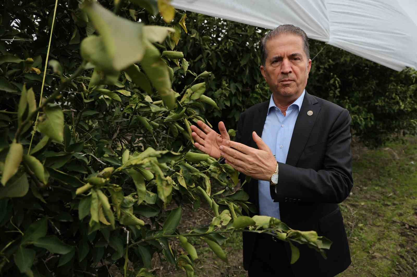 &Ccedil;ukurova &ccedil;ift&ccedil;isinden zirai don &ouml;nlemi: 15 d&ouml;n&uuml;m limon ağacı fileyle &ouml;rt&uuml;ld&uuml;
