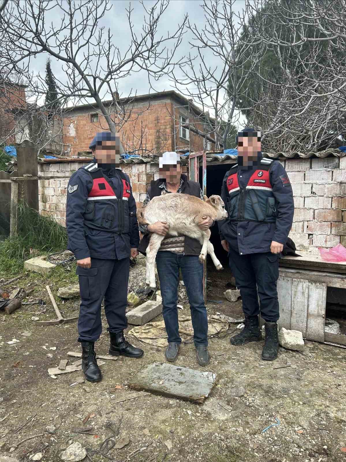 S&ouml;ke&rsquo;de b&uuml;y&uuml;kbaş hayvan hırsızlığı ve ruhsatsız silah operasyonu
