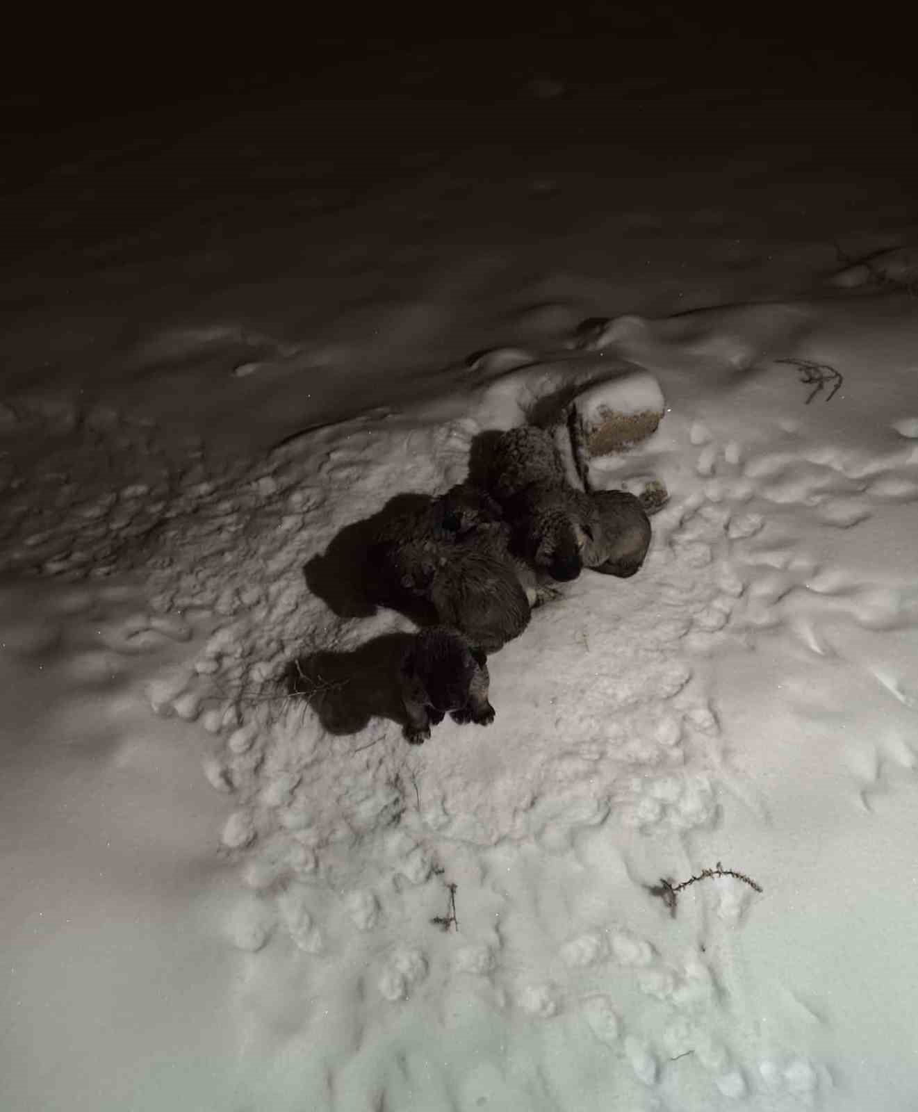 Mardin’de insanlık ölmemiş dedirten hareket: Donmak üzere olan yavruların imdadına yetişti