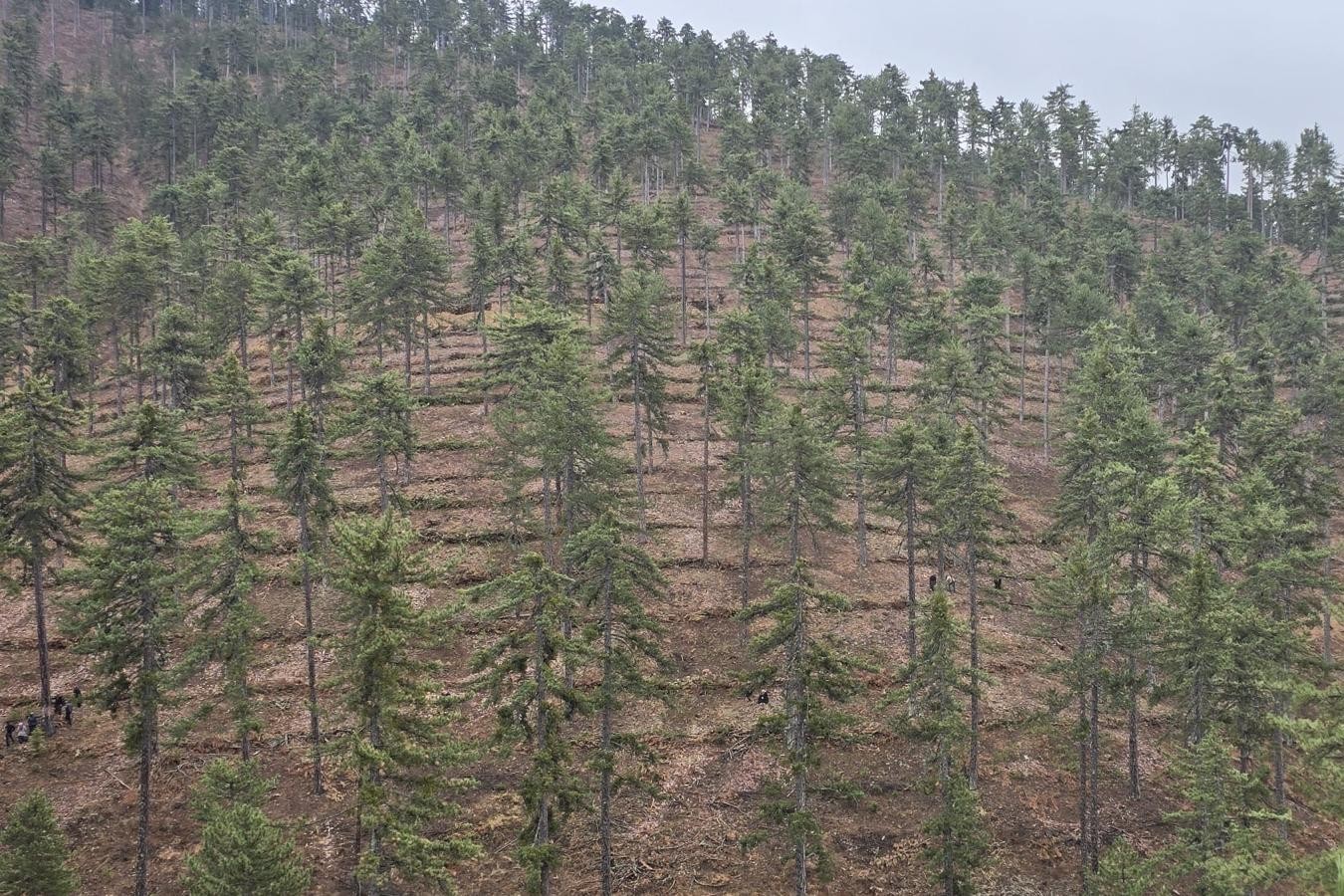 Saimbeyli&rsquo;de orman geleceğe hazırlanıyor
