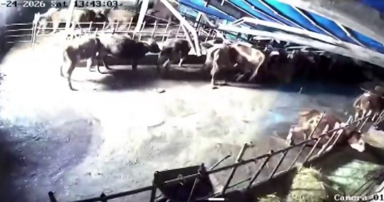 Sivas&rsquo;ta ahır &ccedil;&ouml;kt&uuml;, o anlar g&uuml;venlik kamerasına yansıdı
