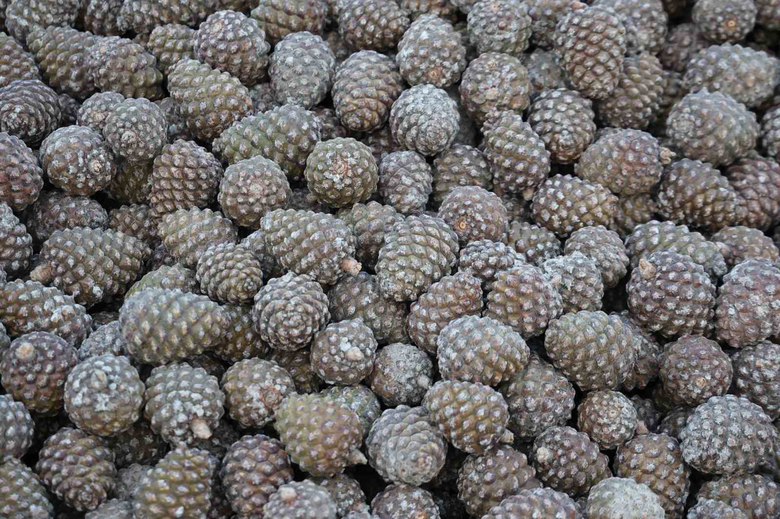 Kozalak işleme tesislerinde yoğun mesai dönemi