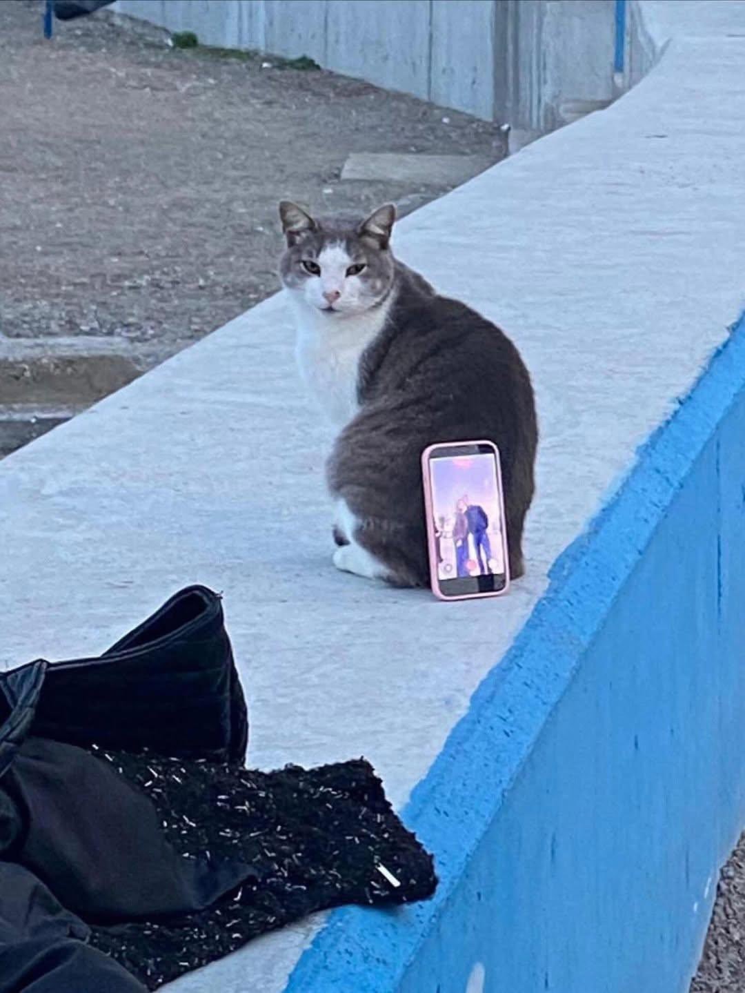Bursa sahilinde ilgin&ccedil; fotoğraf &ccedil;&ouml;z&uuml;m&uuml;: Tripod yerine kedi kullandılar
