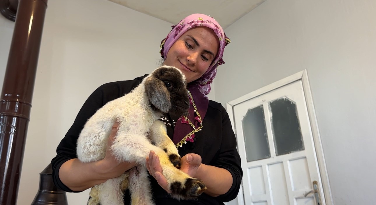 Annesiz kalan kuzu ailenin ‘Umut’u oldu