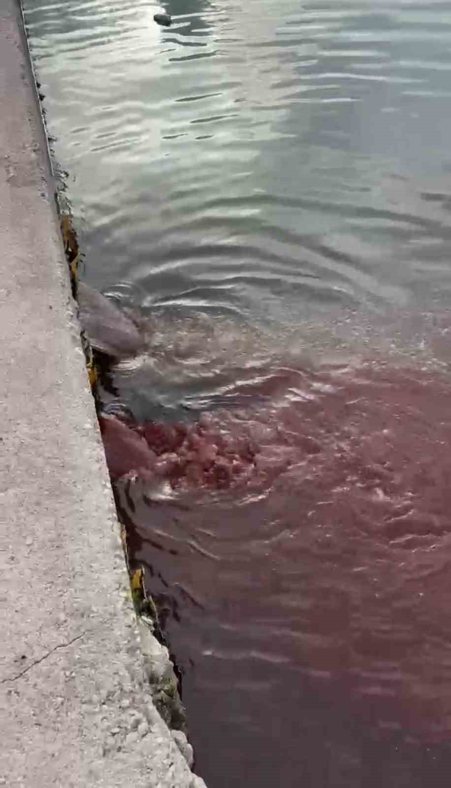 Bandırma&rsquo;da deniz y&uuml;zeyi kırmızıya d&ouml;nd&uuml;
