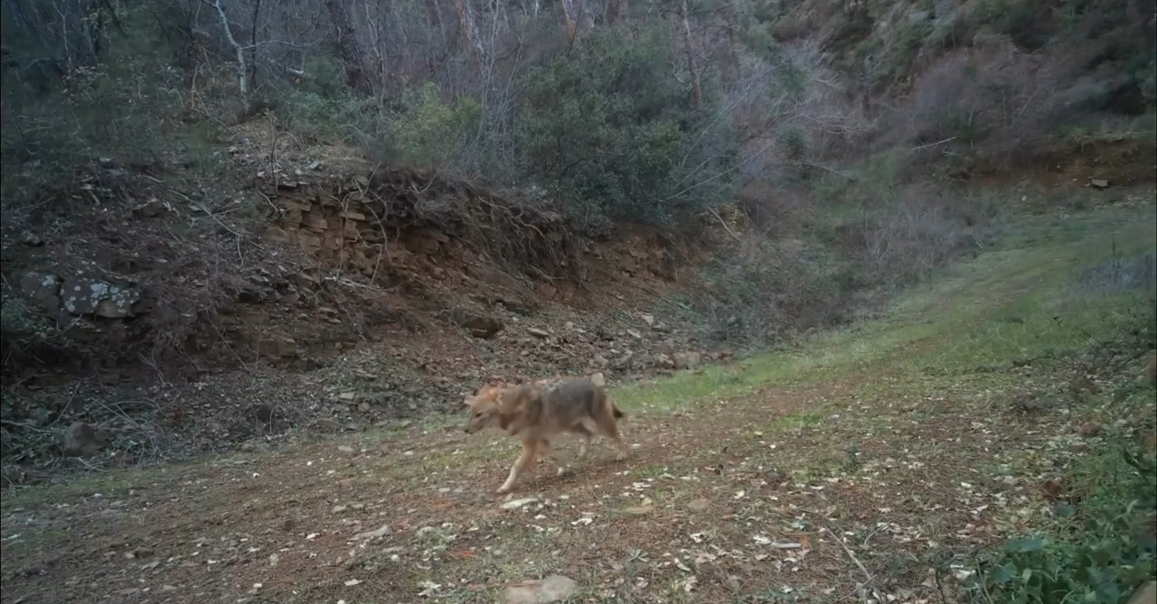 Tekirdağ&rsquo;da Ganos Dağı&rsquo;nda yaban hayatı fotokapana yansıdı

