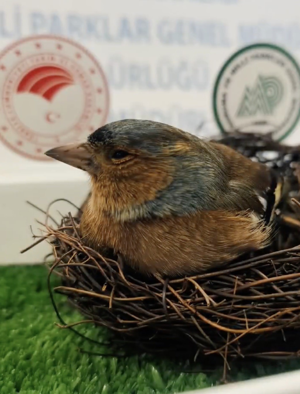 &Ccedil;anakkale&rsquo;de ispinoz tedavi sonrası doğaya salındı
