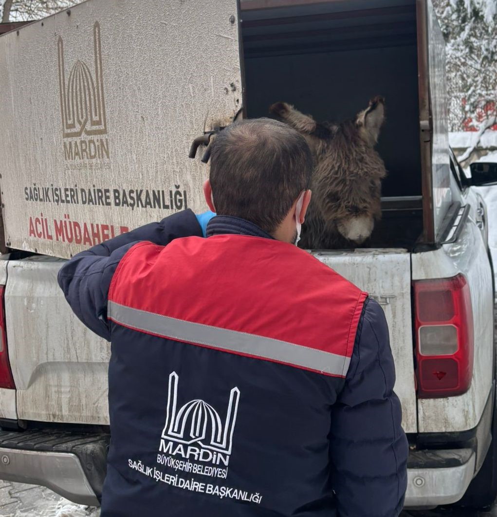 Mazıdağı Belediyesinin "sahip çıkıldı" dediği sıpa sokağa terk edildi