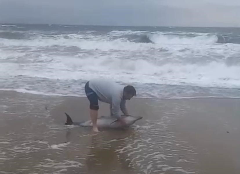 Ayvalık&rsquo;ta karaya vuran yunusu vatandaşlar kurtardı
