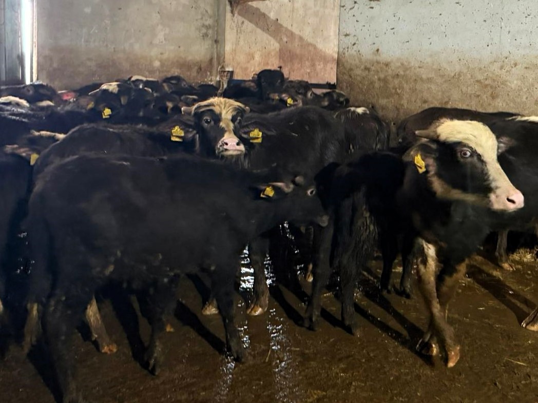 Vize&rsquo;de b&uuml;y&uuml;kbaş hayvanların aşılanması &ccedil;alışmaları devam ediyor
