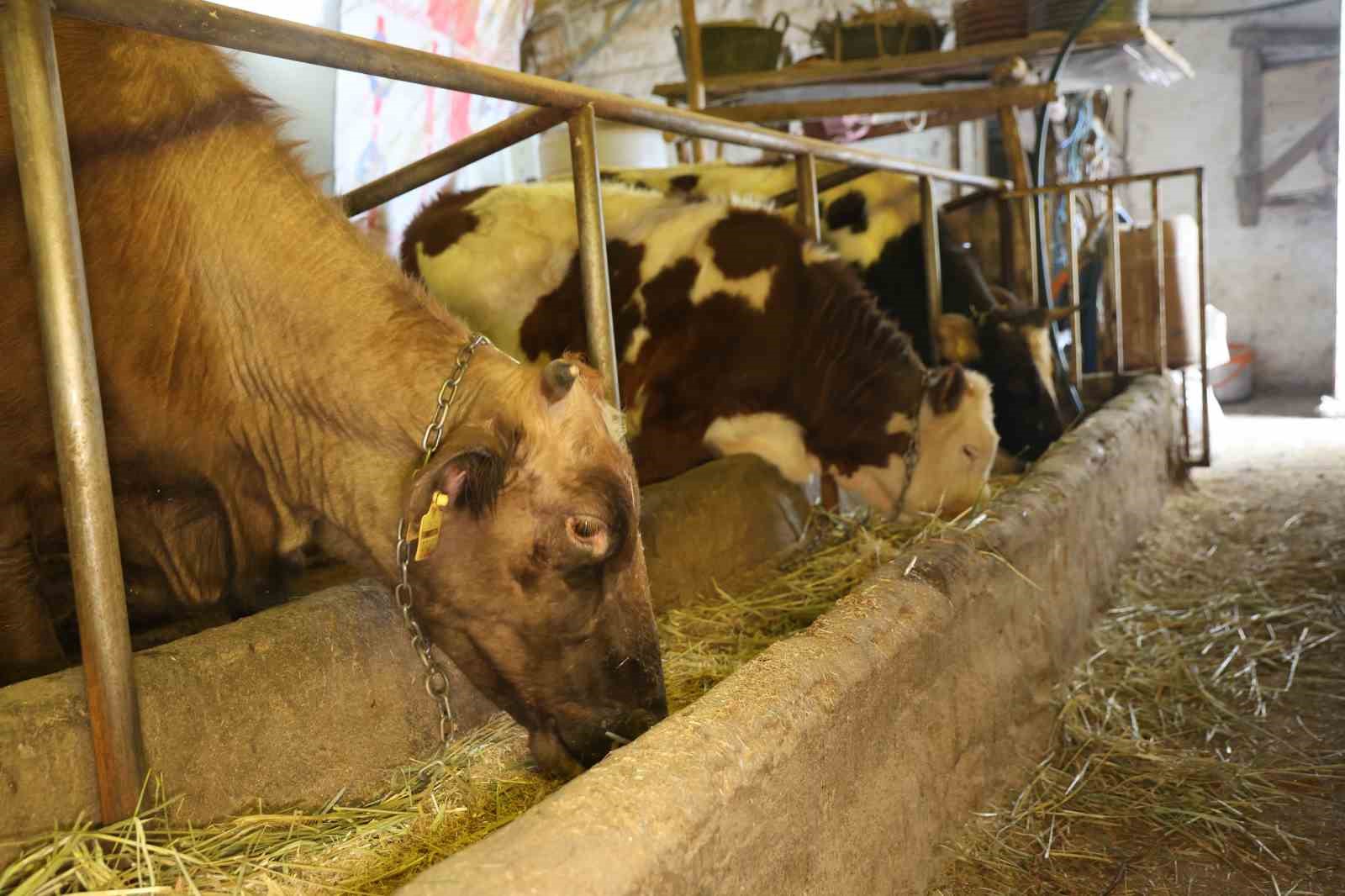 Elazığ&rsquo;da besicilerin kış mesaisi
