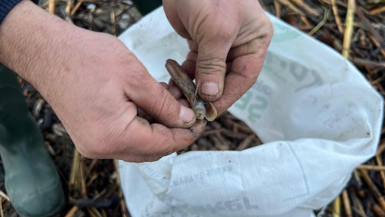 Mersin&rsquo;de fırtına sonrası binlerce kargı midyesi sahile vurdu: Balık&ccedil;ılar tek tek topladı