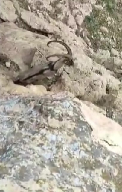 Gerc&uuml;ş kırsalında dağ ke&ccedil;isi g&ouml;r&uuml;nt&uuml;lendi
