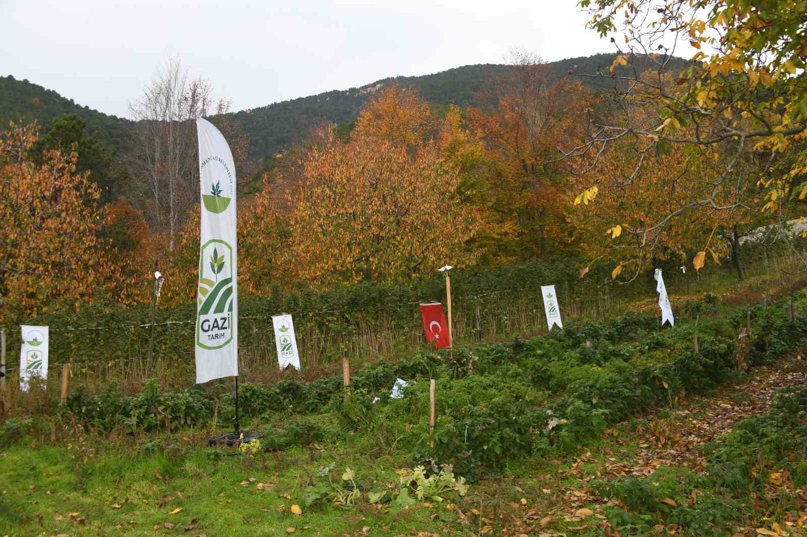 Osmangazi Belediyesinden dağ k&ouml;ylerinde ahududu seferberliği; hedef 100 d&ouml;n&uuml;m
