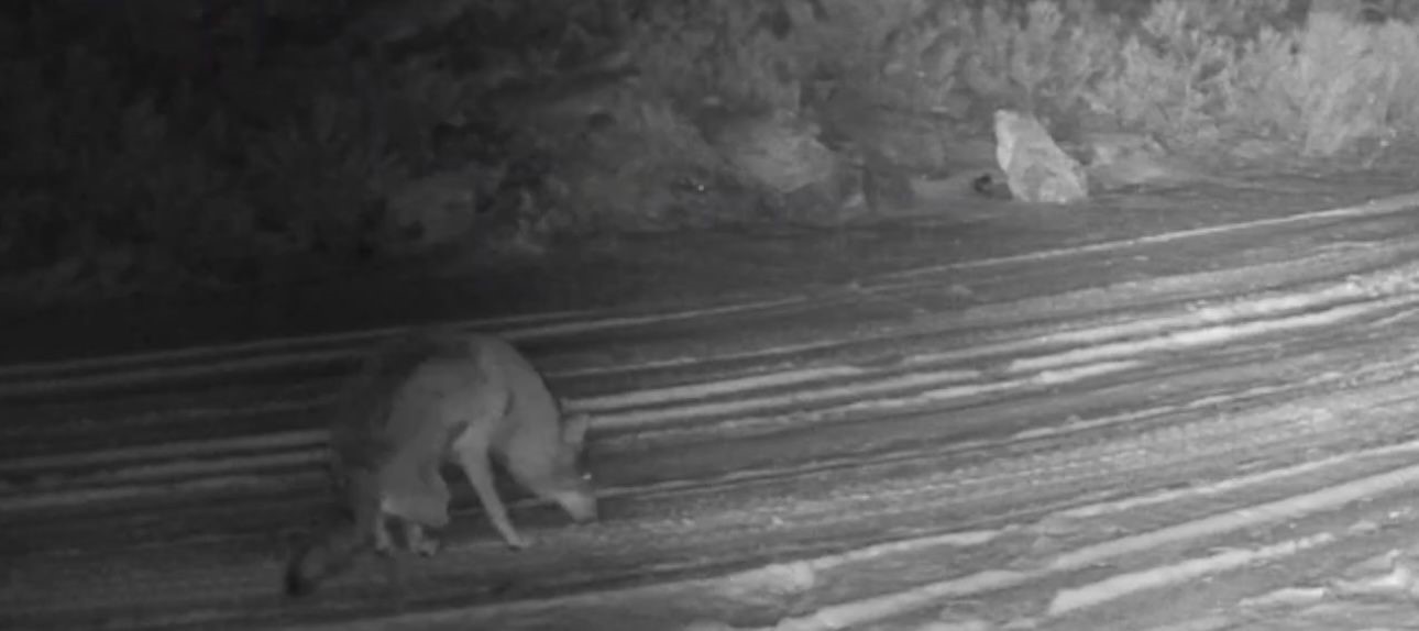 &Ccedil;ankırı&rsquo;da yaralı kurt ve vaşak fotokapanda
