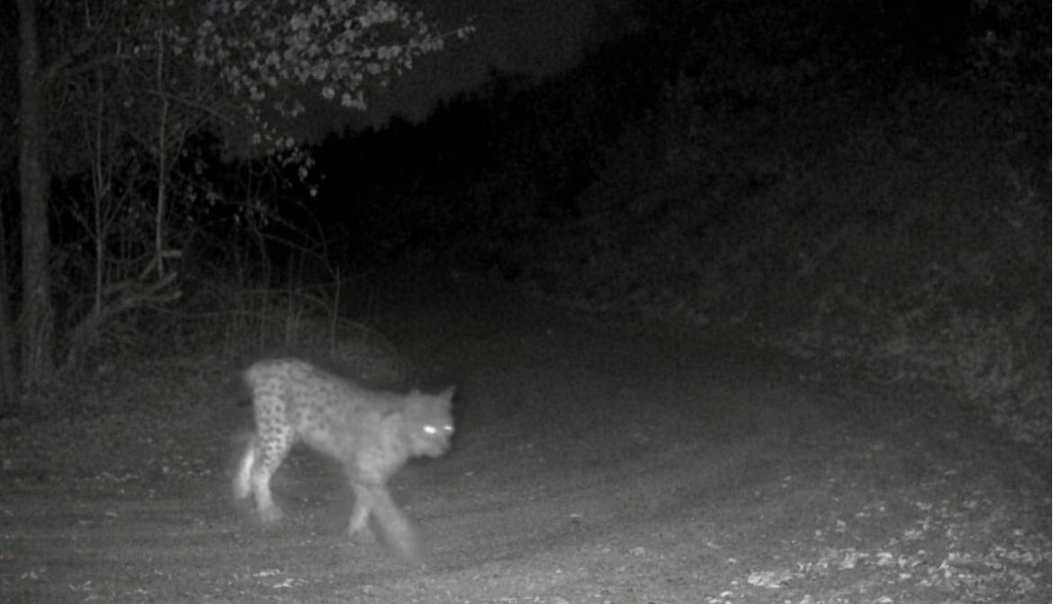 Nevşehir&rsquo;de yaban hayatı fotokapan ile g&ouml;r&uuml;nt&uuml;lendi

