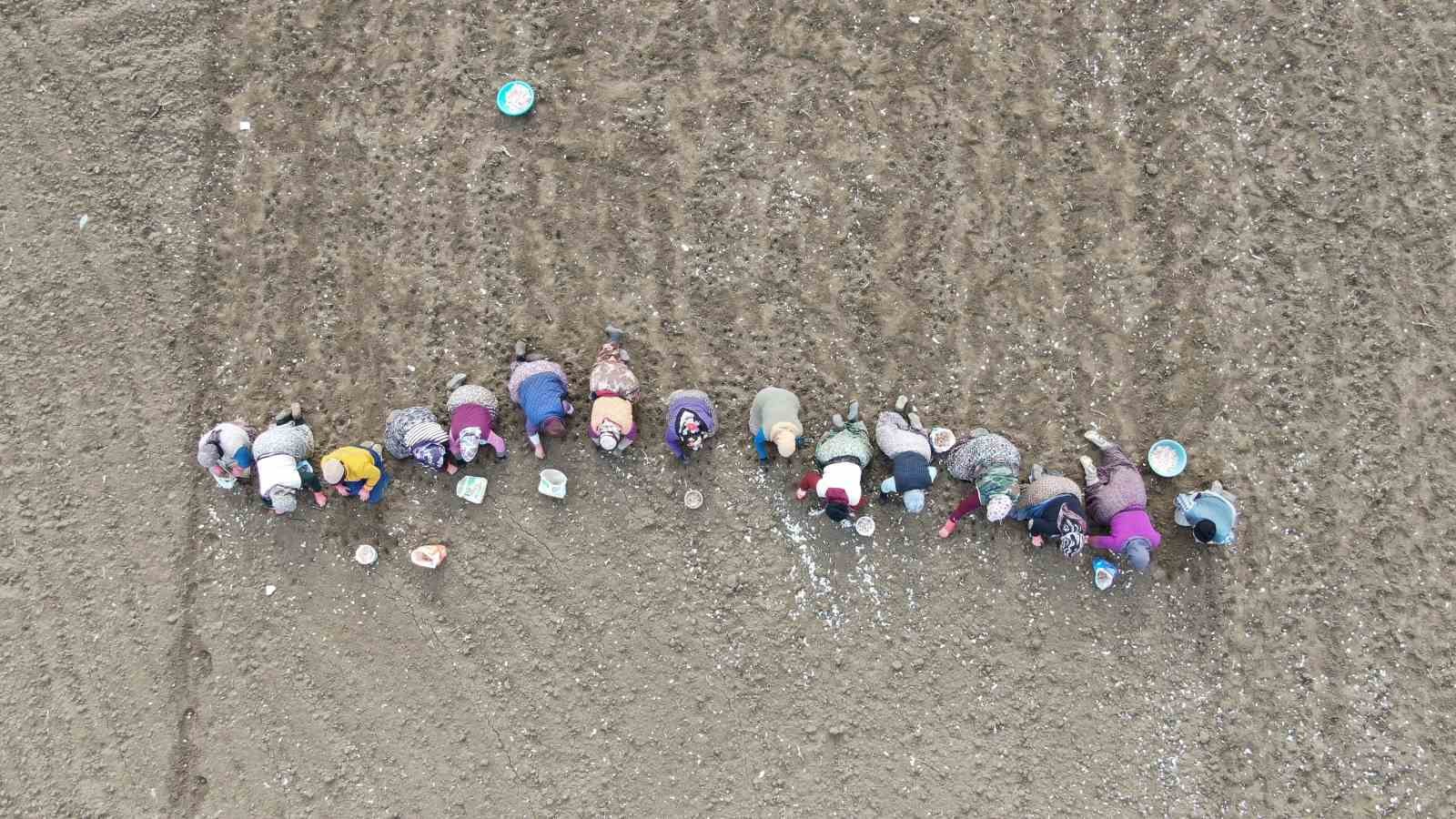 D&uuml;nyaca &uuml;nl&uuml; Taşk&ouml;pr&uuml; sarımsağının ekim sezonu erken başladı
