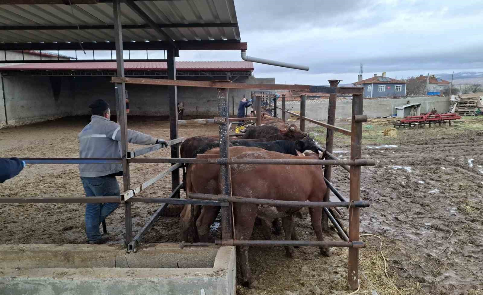 K&uuml;tahya&rsquo;da ithal besilik sığırların aşılama ve sağlık kontrolleri yapıldı
