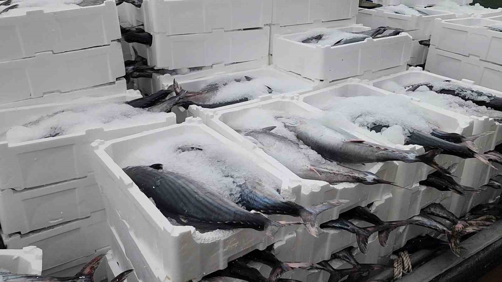 Tekirdağ a&ccedil;ıklarında torik bereketi
