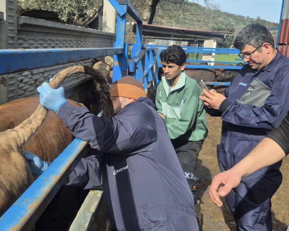 Menteşe&rsquo;de ithal besilik hayvanların sağlık kontrolleri yapıldı
