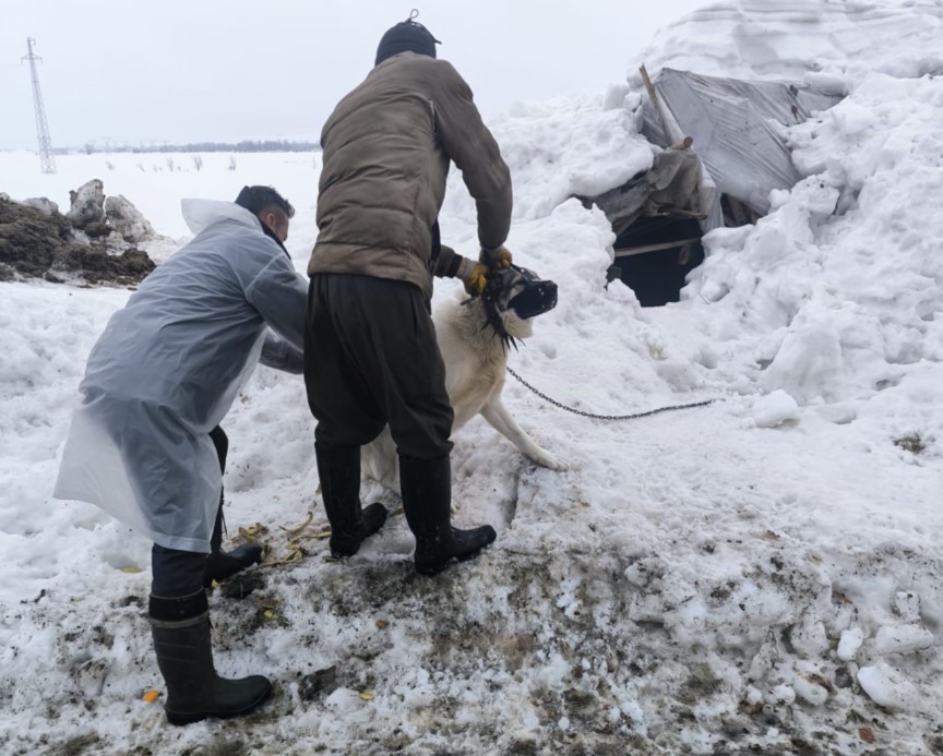 Y&uuml;ksekova&rsquo;da kuduz alarmı