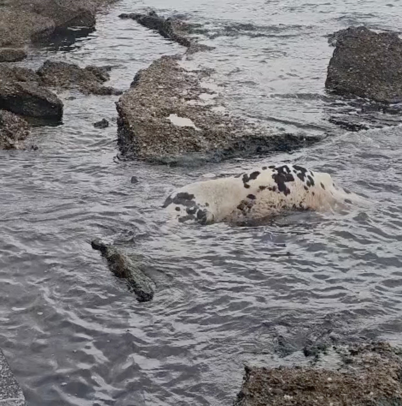 Gelibolu&rsquo;da &ouml;l&uuml; inek sahile vurdu

