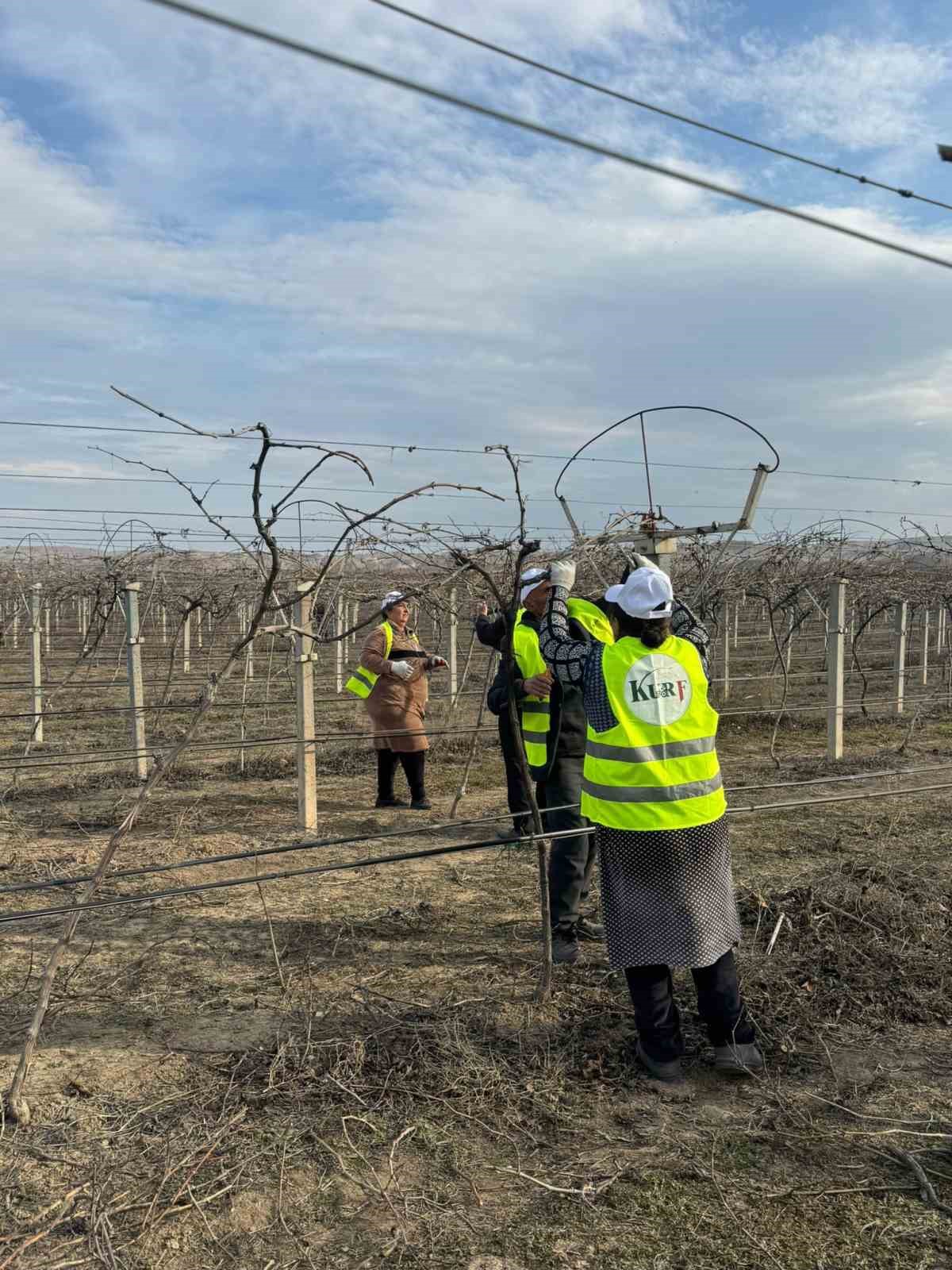 Sarıg&ouml;ll&uuml; ziraat m&uuml;hendisi Azerbaycan&rsquo;da bağ budama tekniklerini &ouml;ğretti
