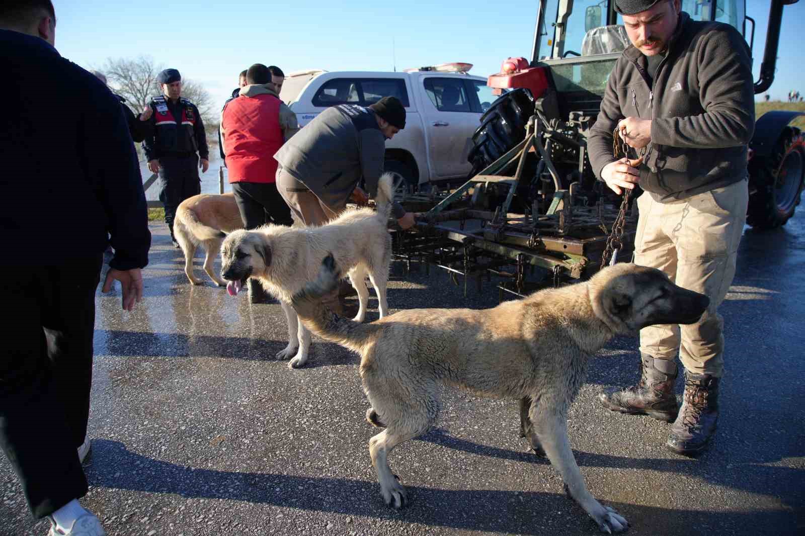 Meri&ccedil; Nehri taştı; hayvanlar tahliye edildi, &ccedil;ift&ccedil;i malını kurtardı
