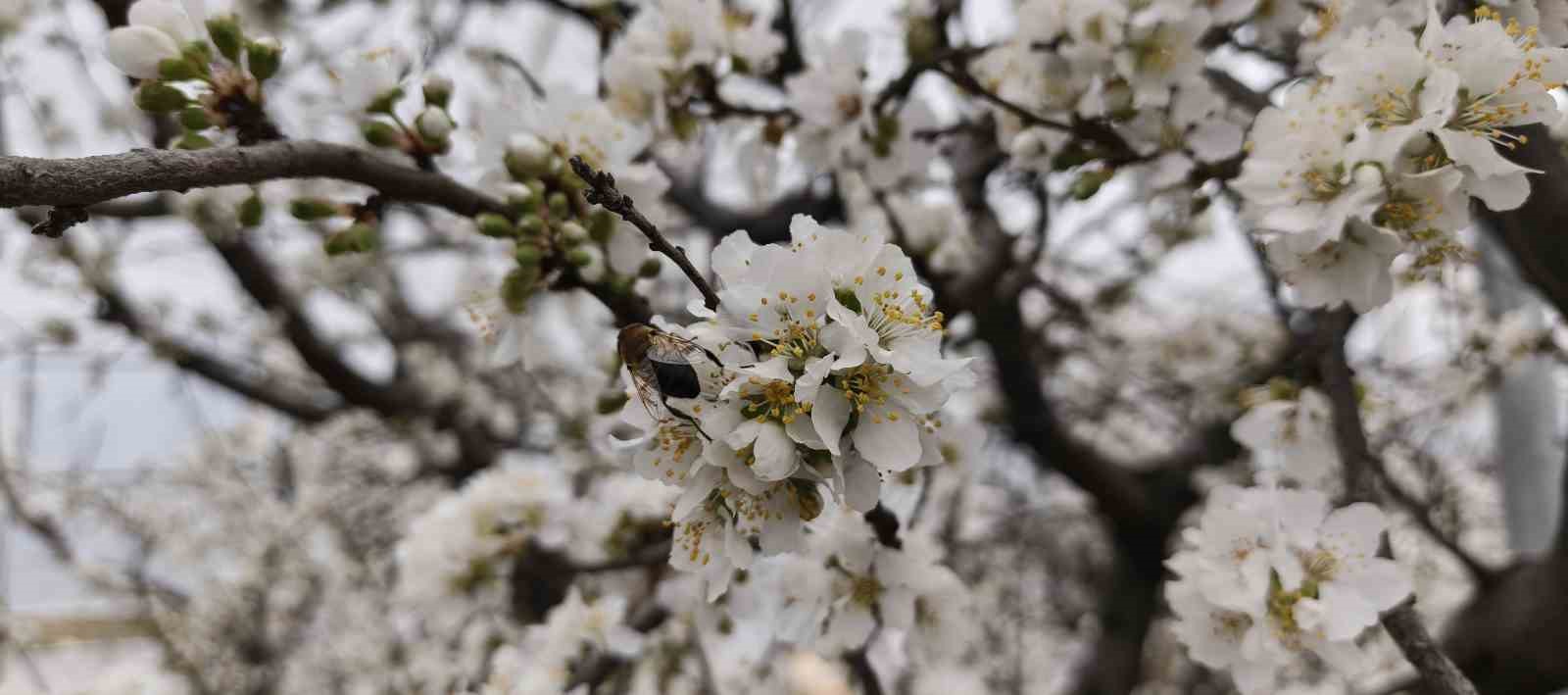 T&uuml;rkiye karla kaplıyken Silifke&rsquo;de erik ağa&ccedil;ları &ccedil;i&ccedil;ek a&ccedil;tı
