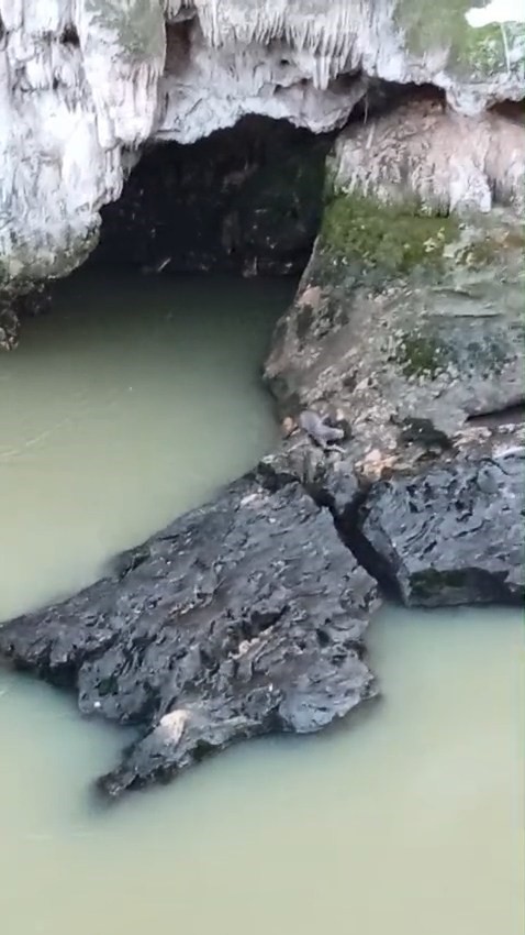 Su samuru balık avlarken g&ouml;r&uuml;nt&uuml;lendi
