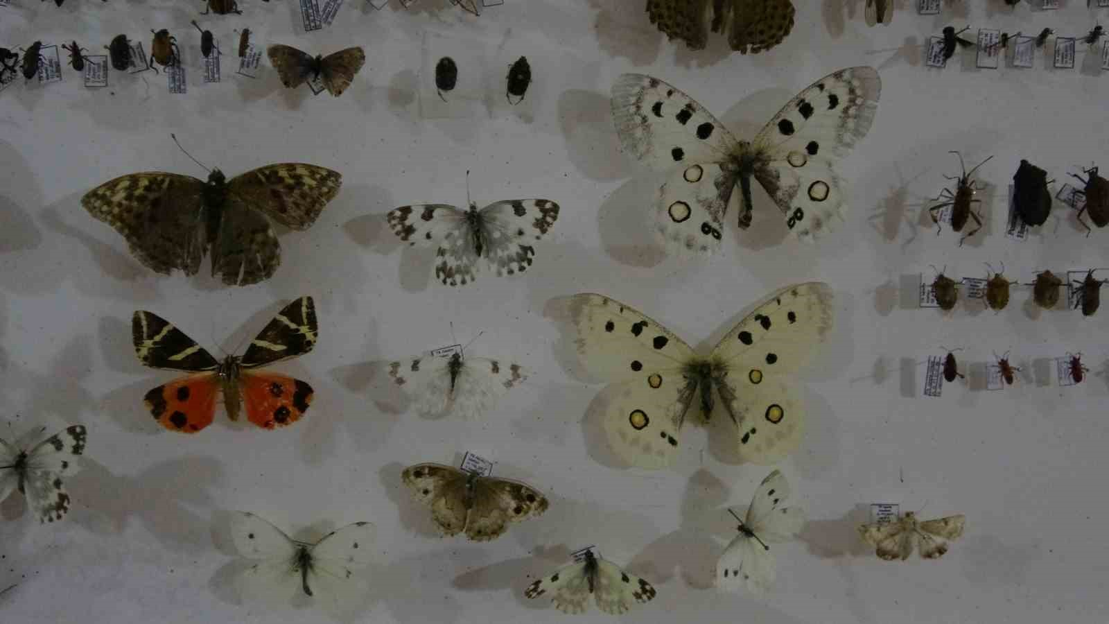 B&ouml;cek M&uuml;zesi 30 bin &ouml;rnekle bilime katkı sunuyor, &ccedil;ocukların korkularını yeniyor
