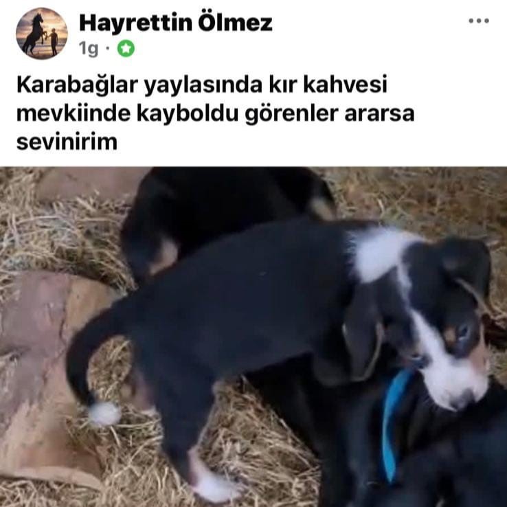 K&ouml;peği &ccedil;alınan vatandaştan hırsıza &ccedil;ağrı
