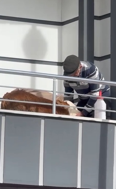 Hasta buzağıya evinde baktı
