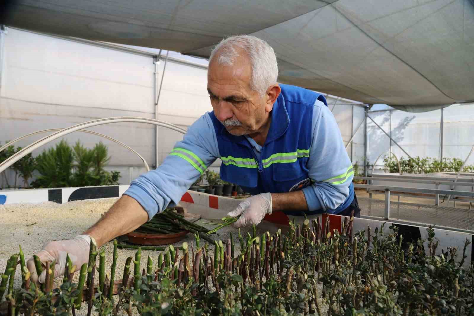Akdeniz Belediyesi seralarda bitki &uuml;retimini arttırdı

