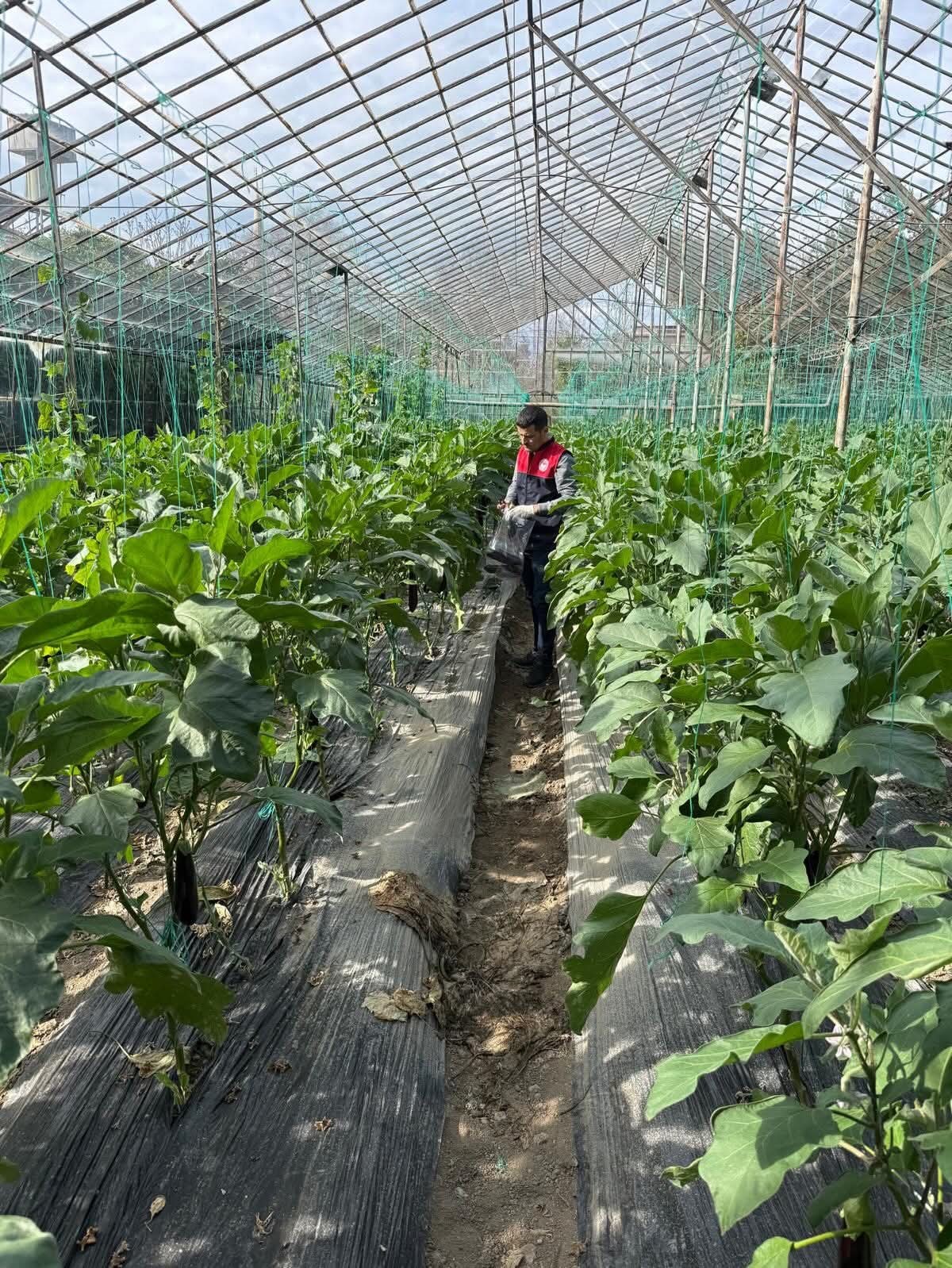 Manavgat&rsquo;ta seralarda hasat &ouml;ncesi pestisit denetimi
