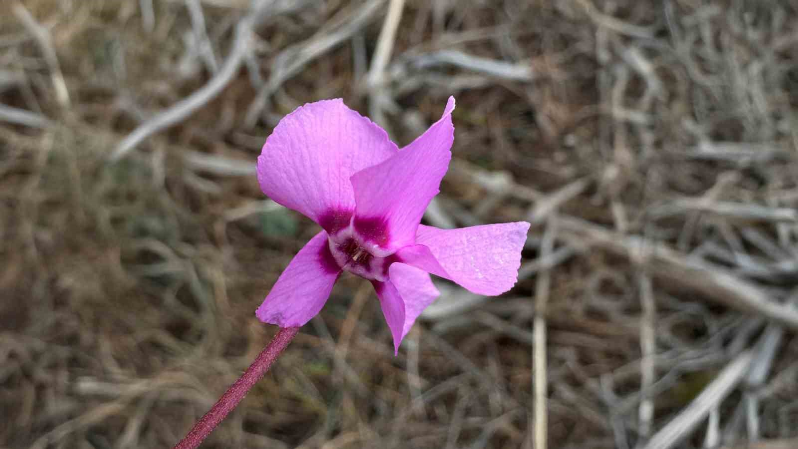 Endemik &ccedil;i&ccedil;ekler &Ccedil;ameli&rsquo;nde baharı m&uuml;jdeliyor
