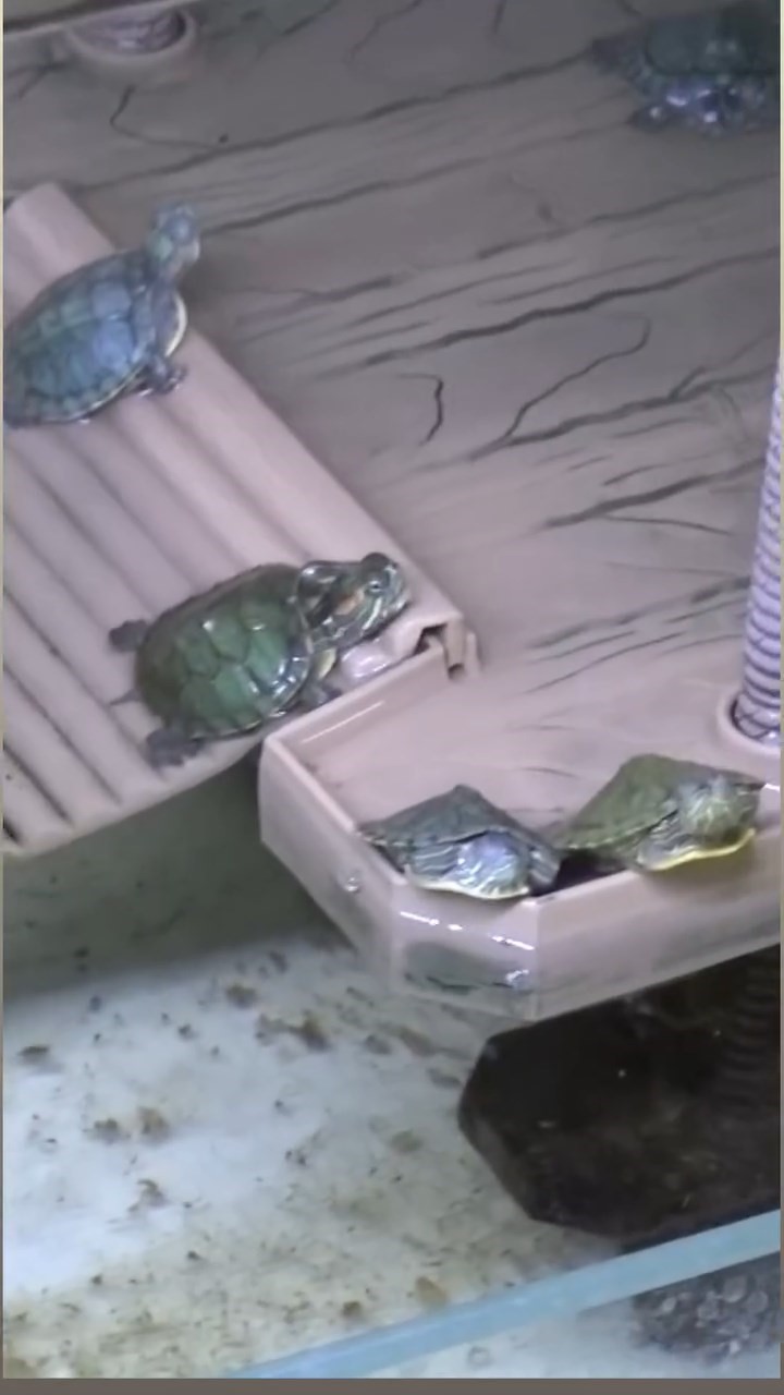 Bursa’da kaplumbağa operasyonu