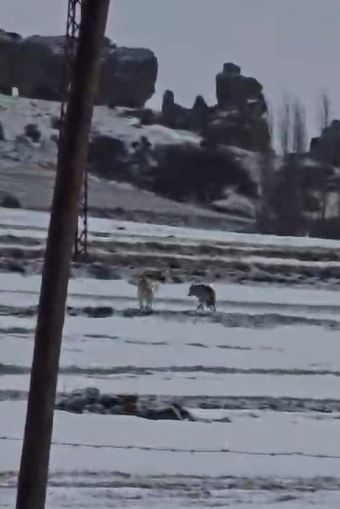 Yerleşim yerine inen kurdun rahat tavırları dikkat &ccedil;ekti

