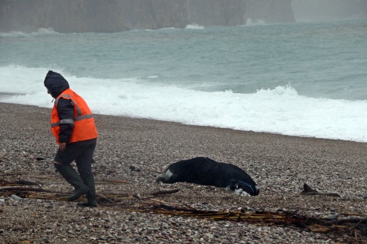 Antalya&rsquo;da &rsquo;Sarı Kod&rsquo; uyarısı: R&ouml;garlar taştı, telef olmuş dana kıyıya vurdu
