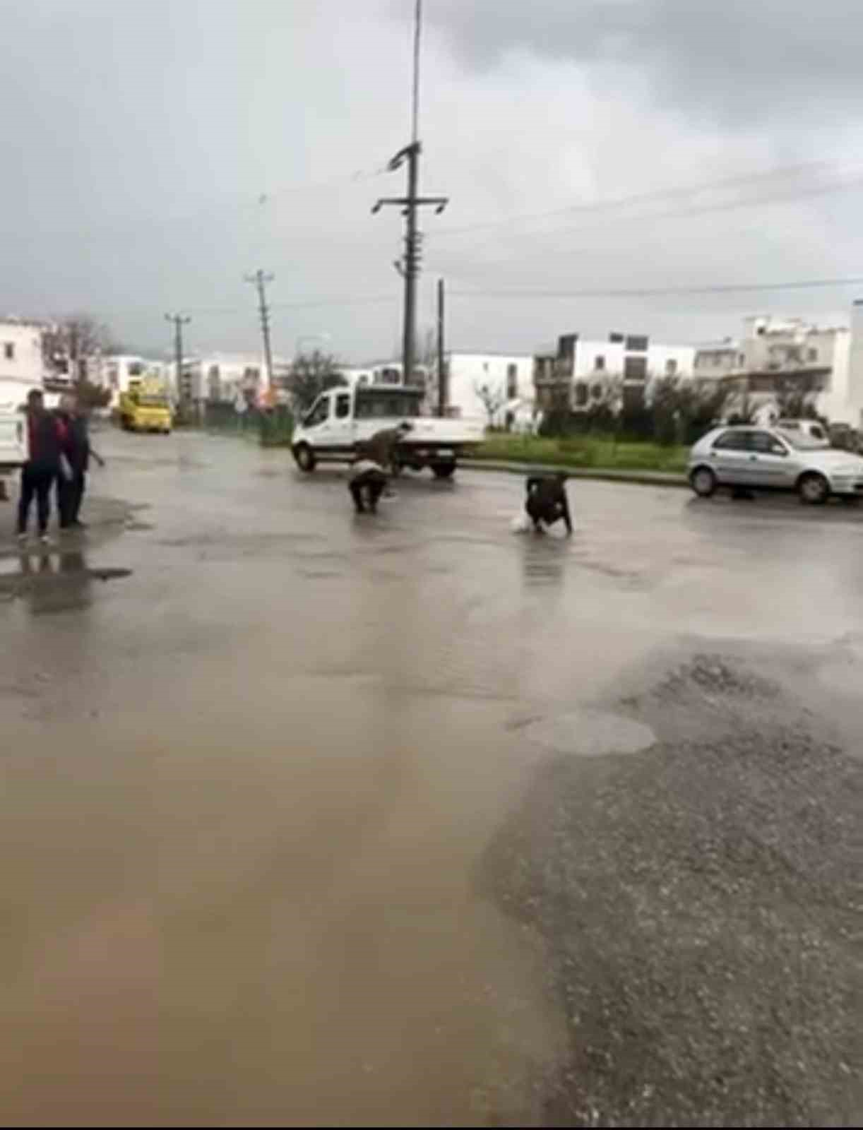 Bodrum’da sağanak baskını: Gölet taştı, asfalta balık yağdı
