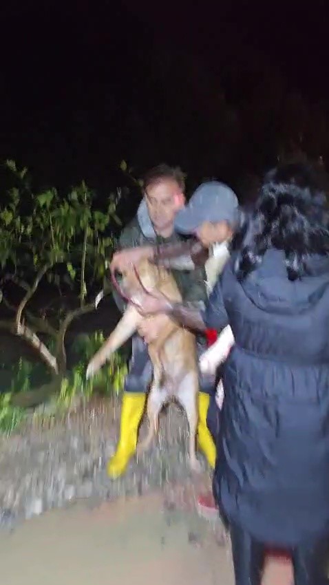 Antalya&rsquo;da sel sularının bastığı barınakta mahsur kalan 27 k&ouml;pek botlarla kurtarıldı
