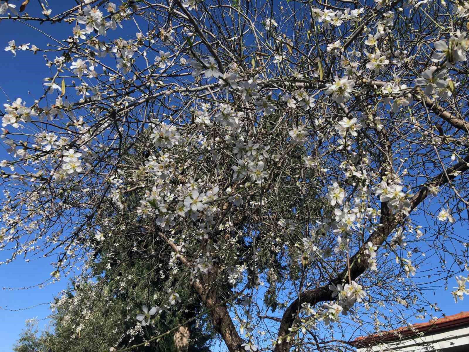 Datça ‘Badem Çiçeği Festivali’ devam ediyor