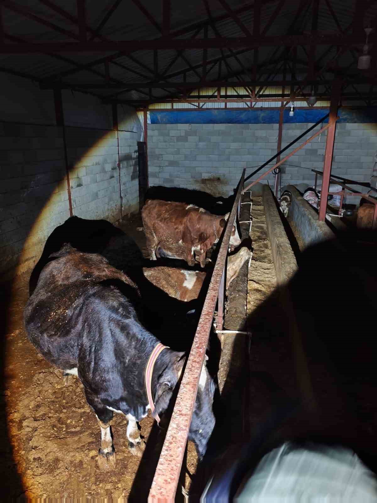 Elektrik ka&ccedil;ağı 8 b&uuml;y&uuml;kbaş hayvanı telef etti
