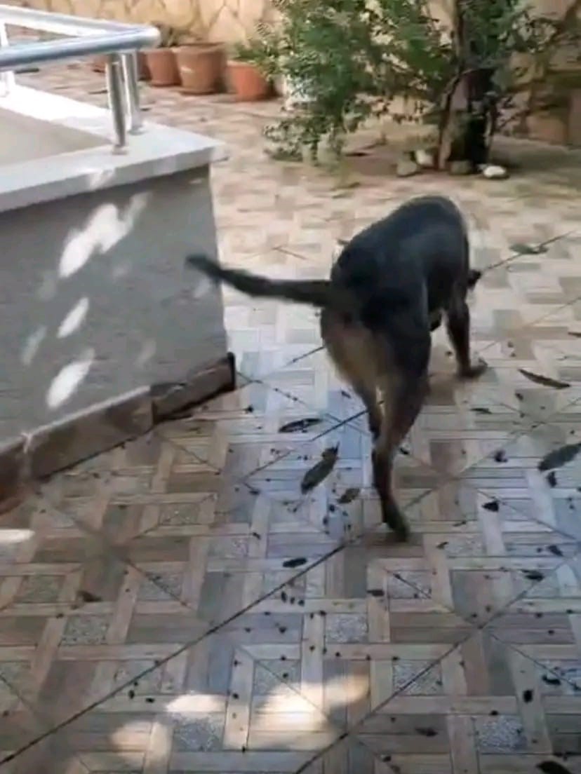 Hatay&rsquo;da havalandırma boşluğuna d&uuml;şen k&ouml;pek kurtarıldı
