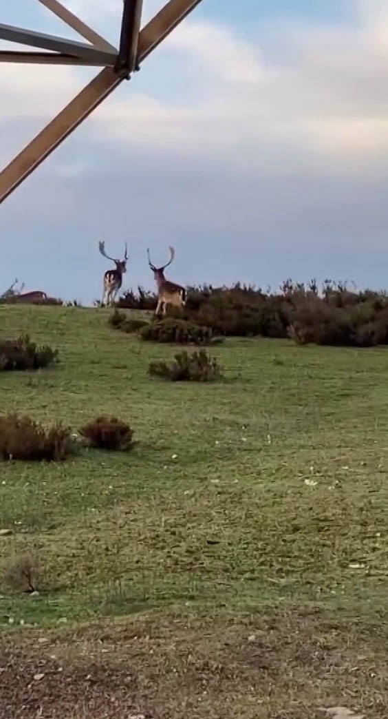 Sosyal medyada paylaşıldı, Tuzla&rsquo;daki geyikler ilgi odağı oldu
