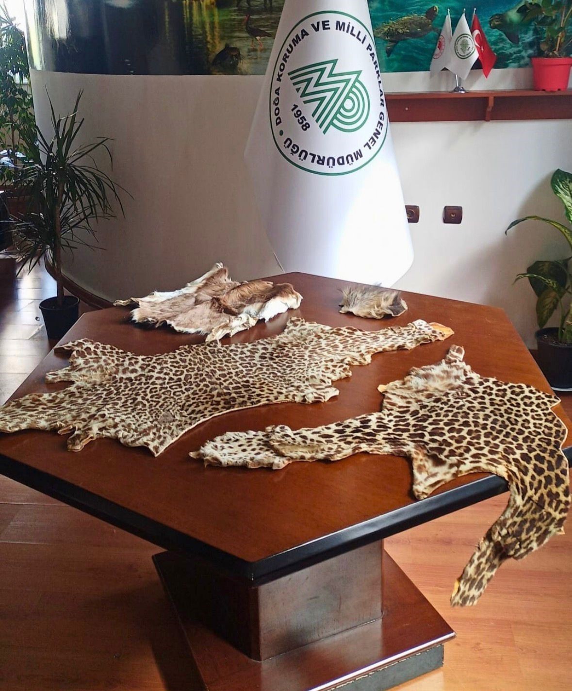 Çukurova Uluslararası Havalimanı’nda leopar postu ve baykuş gözü ele geçirildi