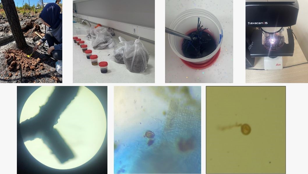 KBÜ yangın sonrası ekolojik süreci araştıracak