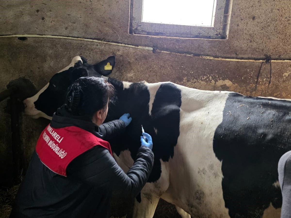 Kırklareli&rsquo;nde b&uuml;y&uuml;kbaş hayvanlara şap aşısı
